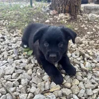 Peter, a male Toy Australian Shepherd for sale in San Antonio, TX – Photo 3 of 6