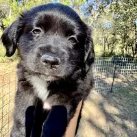 Peter, a male Toy Australian Shepherd for sale in San Antonio, TX – Photo 2 of 6