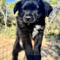 Theodore, a male Toy Australian Shepherd for sale in San Antonio, TX – Photo 1 of 6