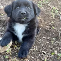 Theodore, a male Toy Australian Shepherd for sale in San Antonio, TX – Photo 2 of 6