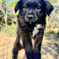 Theodore, a male Toy Australian Shepherd for sale in San Antonio, TX – Photo 3 of 6