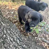 Theodore, a male Toy Australian Shepherd for sale in San Antonio, TX – Photo 4 of 6