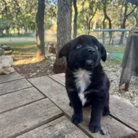 Indigo, a female Toy Australian Shepherd for sale in San Antonio, TX – Photo 2 of 6