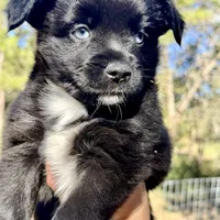 Indigo, a female Toy Australian Shepherd for sale in San Antonio, TX – Photo 3 of 6