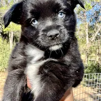 Indigo, a female Toy Australian Shepherd for sale in San Antonio, TX – Photo 1 of 6