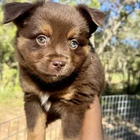 Mike Tyson, a male Toy Australian Shepherd for sale in San Antonio, TX – Photo 2 of 8