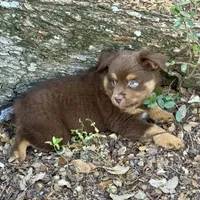 Mike Tyson, a male Toy Australian Shepherd for sale in San Antonio, TX – Photo 4 of 8