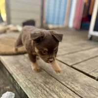 Mike Tyson, a male Toy Australian Shepherd for sale in San Antonio, TX – Photo 3 of 8