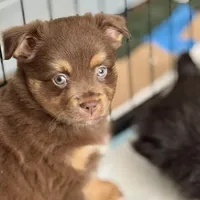 Mike Tyson, a male Toy Australian Shepherd for sale in San Antonio, TX – Photo 1 of 8