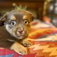 Mike Tyson, a male Toy Australian Shepherd for sale in San Antonio, TX – Photo 5 of 8