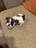 Wookie, a male Shih Tzu for sale in Los Angeles, CA – 3 of 4