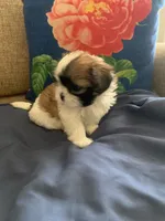 Kloe, a female Shih Tzu for sale in Bakersfield, CA – 3 of 4