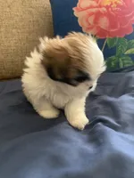 Kiki, a female Shih Tzu for sale in Bakersfield, CA – 3 of 4