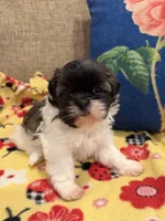 Bella, a female Shih Tzu for sale in Los Angeles, CA – 4 of 5