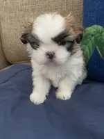 Kiki, a female Shih Tzu for sale in Bakersfield, CA – 2 of 4