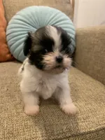 Dot, a female Shih Tzu for sale in Los Angeles, CA – 2 of 4