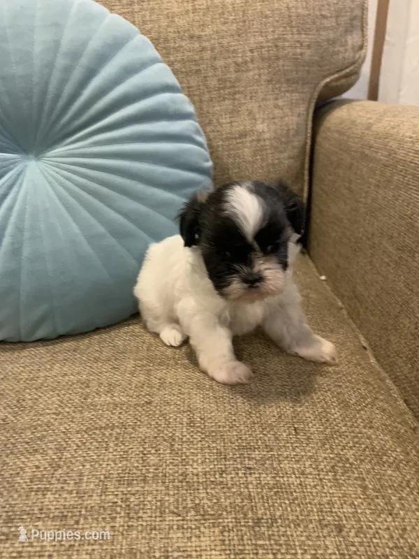 Penny – Shih Tzu puppy for sale in Los Angeles, CA