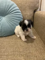 Penny, a female Shih Tzu for sale in Los Angeles, CA – 1 of 3