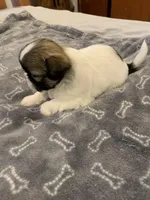 Cookie, a female Shih Tzu for sale in Bakersfield, CA – Photo 2 of 4