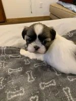 Cookie, a female Shih Tzu for sale in Bakersfield, CA – Photo 3 of 4