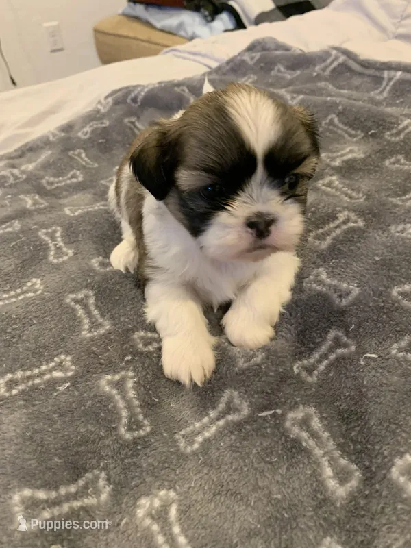 Cookie – Shih Tzu puppy for sale in Bakersfield, CA