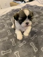 Cookie, a female Shih Tzu for sale in Bakersfield, CA – Photo 1 of 4