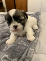 Cookie, a female Shih Tzu for sale in Bakersfield, CA – Photo 4 of 4