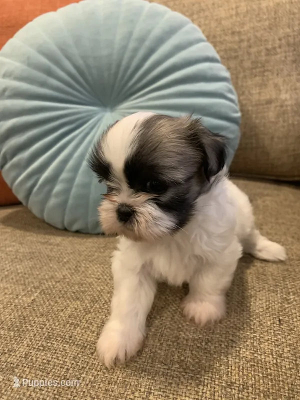 Maisy – Shih Tzu puppy for sale in Los Angeles, CA