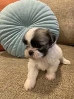 Maisy, a female Shih Tzu for sale in Los Angeles, CA – 1 of 3