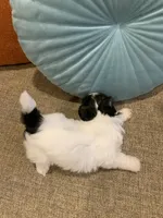 Penny, a female Shih Tzu for sale in Los Angeles, CA – 3 of 3