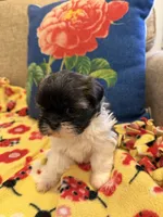 Bella, a female Shih Tzu for sale in Los Angeles, CA – 1 of 5