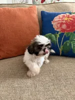 Teddy, a male Shih Tzu for sale in Los Angeles, CA – 5 of 5