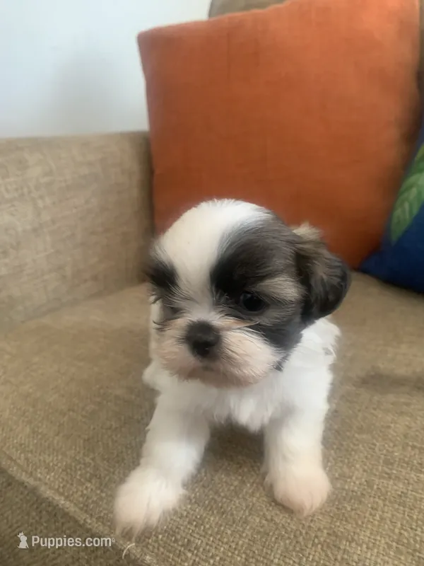 Pookie – Shih Tzu puppy for sale in Los Angeles, CA