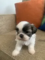 Pookie, a male Shih Tzu for sale in Los Angeles, CA – 1 of 4