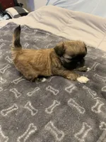 Lucy, a female Shih Tzu for sale in Bakersfield, CA – Photo 3 of 4