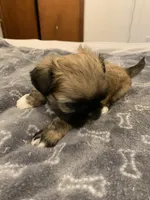 Lucy, a female Shih Tzu for sale in Bakersfield, CA – Photo 2 of 4