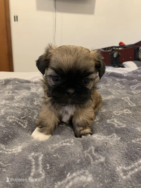 Lucy – Shih Tzu puppy for sale in Bakersfield, CA