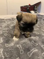 Lucy, a female Shih Tzu for sale in Bakersfield, CA – Photo 4 of 4