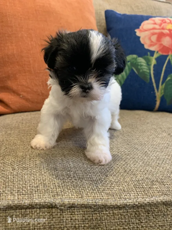 Penny – Shih Tzu puppy for sale in Los Angeles, CA