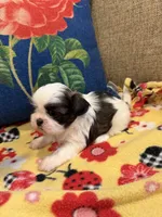 Bandit, a male Shih Tzu for sale in Los Angeles, CA – 5 of 6