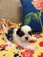 Bandit, a male Shih Tzu for sale in Los Angeles, CA – 2 of 6