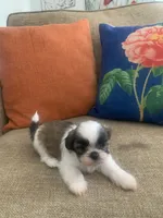 Pookie, a male Shih Tzu for sale in Los Angeles, CA – 4 of 4