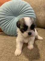 Maisy, a female Shih Tzu for sale in Los Angeles, CA – 3 of 3