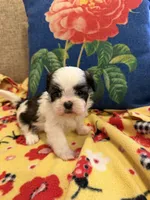 Bianca, a female Shih Tzu for sale in Los Angeles, CA – 3 of 5