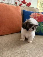 Teddy, a male Shih Tzu for sale in Los Angeles, CA – 3 of 5