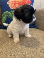 Penny, a female Shih Tzu for sale in Victorville, CA – 6 of 6