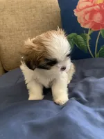 Kiki, a female Shih Tzu for sale in Bakersfield, CA – 4 of 4
