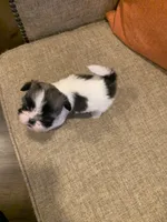 Dot, a female Shih Tzu for sale in Los Angeles, CA – 4 of 4