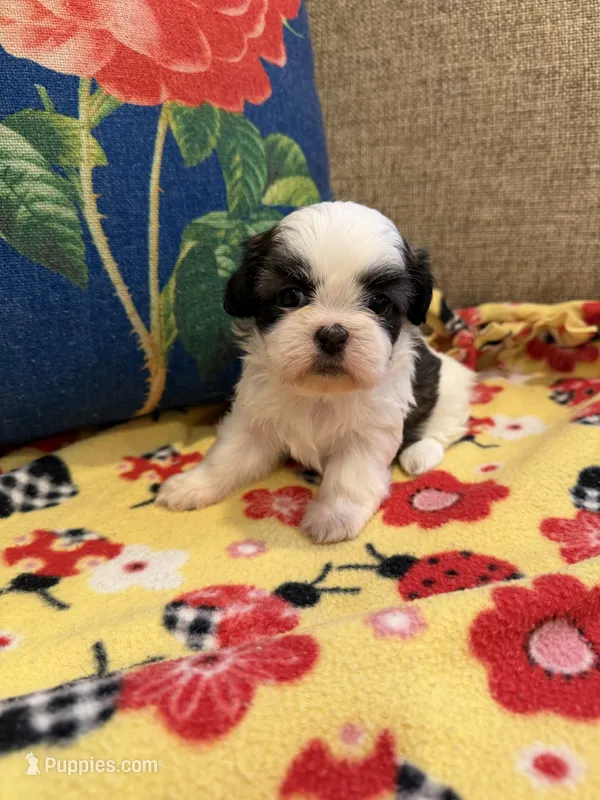 Bandit – Shih Tzu puppy for sale in Los Angeles, CA