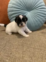Penny, a female Shih Tzu for sale in Los Angeles, CA – 2 of 3